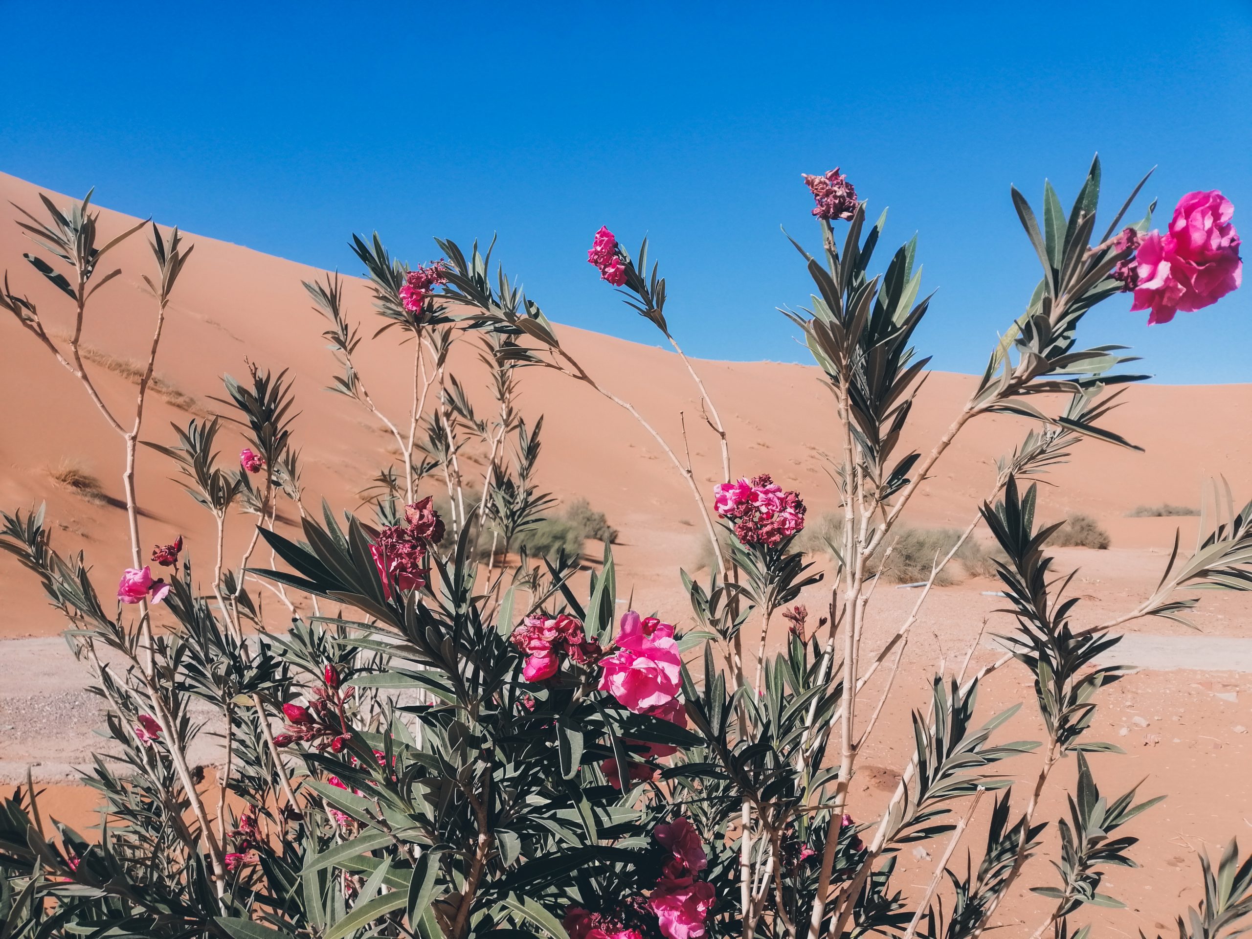 3-day Marrakech to Fez Sahara Desert Tour